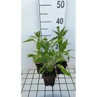 GRDplanten 6 x Echinacea purp. 'Sunrise' - coneflower - pot 9 x 9 cm