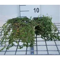 GRDplanten 6 x Herniaria glabra - chauve - pot 9 x 9 cm
