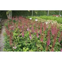 GRDplanten 6 x Astilbe chin. 'Purpurlanze' - Astilbe magnifique - pot 9 x 9 cm