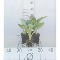 GRDplanten 6 x Hosta hybr. 'Big Daddy' - Hosta - pot 9 x 9 cm