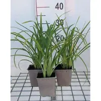 GRDplanten 6 x Hemerocallis hybr. 'Crimson Pirate' - hémérocalle - pot 9 x 9 cm