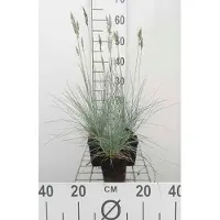 GRDplanten 6 x Festuca glauca 'Elijah Blue' - Fétuque bleu-vert - pot 9 x 9 cm