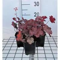 GRDplanten 6 x Heuchera hybr. 'Cherry Cola' - Luzule pourpre - Pot 9 x 9 cm