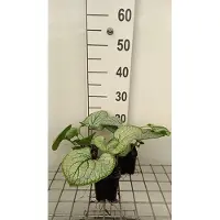 GRDplanten 6 x Brunnera macr. 'Silver Heart' - Myosotis du Caucase - pot 9 x 9 cm