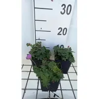 GRDplanten 6 x Géranium sang. 'Shooting Star' - Bec de cigogne- Pot 9 x 9 cm