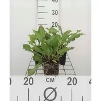 GRDplanten 6 x Persicaria ampl. 'Rosea' - Renouée à bougies - pot 9 x 9 cm