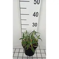 GRDplanten 6 x Phlomis fruticosa - Épilobe - pot 9 x 9 cm