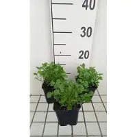 GRDplanten 6 x Campanula cochl. 'Blue' - Menthe de montagne - pot 9 x 9 cm