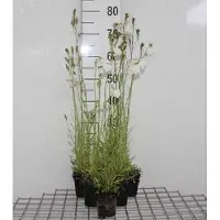 GRDplanten 6 x Campanula pers. 'Alba' - Menthe de montagne - pot 9 x 9 cm