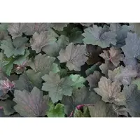 GRDplanten 6 x Heuchera hybr. 'Brownies' - Cloches violettes - pot 9 x 9 cm