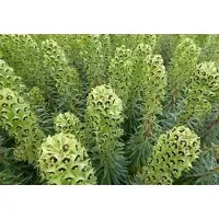 GRDplanten 6 x Euphorbia char. 'Black Pearl' - Euphorbe 'Black Pearl' - Pot de 9 x 9 cm