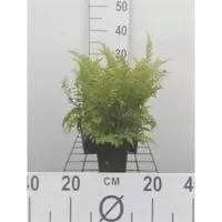 GRDplanten 6 x Polystichum set. 'Herrenhausen' - Vermifuge à soies 'Herrenhausen' - Pot 9 x 9 cm