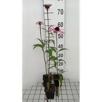 GRDplanten 6 x Echinacea purp. 'Augustkönigin' - Hélianthème - Pot 9 x 9 cm