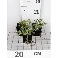 GRDplanten 6 x Pulmonaria hybr. 'Opal' - Allium brun - pot 9 x 9 cm
