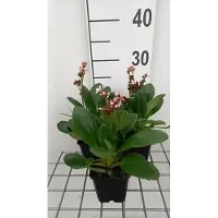 GRDplanten 6 x Bergenia hybr. 'Dragonfly Angel Kiss' - pseudodictamne - pot 9 x 9 cm