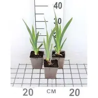 GRDplanten 6 x Iris (germ.) 'White Knight' - Iris - Pot 9 x 9 cm