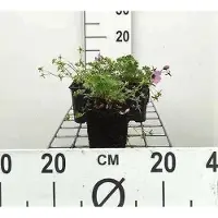 GRDplanten 6 x Geranium cin. 'Ballerina' - Storchenschnabel - Topf 9 x 9 cm