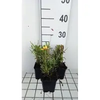 GRDplanten 6 x Coreopsis grand. 'Sunkiss' - il de fille - pot 9 x 9 cm