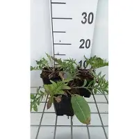 GRDplanten 6 x Centaurea atropurpurea - spornblume - Topf 9 x 9 cm