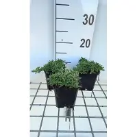 GRDplanten 6 x Saponaria hybr. 'Bressingham' - Saponaire - pot 9 x 9 cm