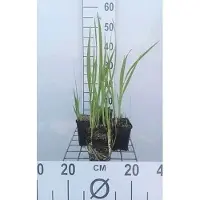 GRDplanten 6 x Crocosmia masoniorum - Crocosmia - pot 9 x 9 cm