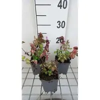 GRDplanten 6 x Lamium mac. 'Chequers' - Ortie morte - Pot 9 x 9 cm