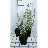 GRDplanten 6 x Calamintha nep. 'White Cloud' - Menthe de montagne - pot 9 x 9 cm