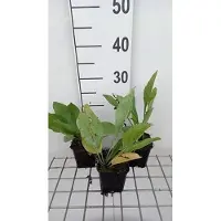 GRDplanten 6 x Rudbeckia maxima - Tournesol - Pot 9 x 9 cm