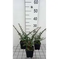 GRDplanten 12 x Cotoneaster horizontalis - Cotoneaster en éventail - Pot 9 cm x 9 cm