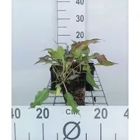 GRDplanten 6 x Persicaria ampl. 'Dark Red' - Renouée à bougies - pot 9 x 9 cm