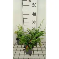 GRDplanten 6 x Polystichum acrostichoides - Fougère de Noël - Pot 9 x 9 cm