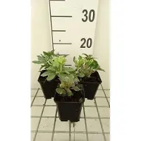 GRDplanten 6 x Pachysandra term. 'Variegata' - Homme épais - pot 9 x 9 cm