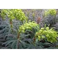 GRDplanten 6 x Euphorbia char. 'Purple And Gold' - Euphorbe - Pot de 9 x 9 cm