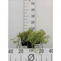 GRDplanten 6 x Phlox (s) 'Moerheimii' - Flammenblume - Topf 9 x 9 cm