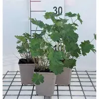 GRDplanten 6 x Geranium hybr. 'Joy' - Bec de cigogne - Pot 9 x 9 cm