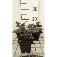 GRDplanten 6 x Heuchera hybr. 'Frosted Violet Dream' - Cloches violettes - Pot de 9 x 9 cm