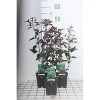 GRDplanten 6 x Eupatorium rugosa 'Chocolate' - Moutarde d'eau - Pot 9 x 9 cm