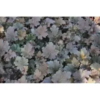 GRDplanten 6 x Heuchera hybr. 'Binoche' - Luzule pourpre - Pot 9 x 9 cm