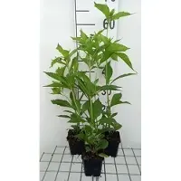 GRDplanten 6 x Eupatorium hybr. 'Mask' - Moutarde d'eau - Pot de 9 x 9 cm