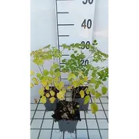 GRDplanten 6 x Thalictrum hybr. 'Splendide' - Rue des prés - pot 9 x 9 cm