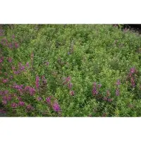 GRDplanten 6 x Lythrum sal. 'Swirl' - Salicaire - pot 9 x 9 cm