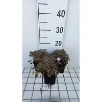 GRDplanten 6 x Geranium hybr. 'Dusky Crug' - Bec de cigogne- Pot 9 x 9 cm