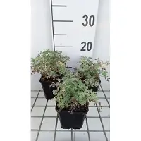 GRDplanten 6 x Tanacetum niveum 'Jackpot' - Marguerite - pot 9 x 9 cm