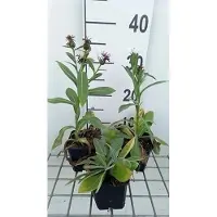 GRDplanten 6 x Centaurea mont. amethyst Snow' - fleur d'euphorbe - pot 9 x 9 cm