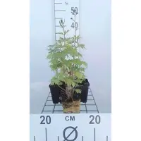 GRDplanten 6 x Delphinium (p) 'Black Knight' - Delphinium - Pot 9 x 9 cm