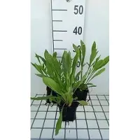 GRDplanten 6 x Coreopsis grand. 'Schnittgold' - Oeil de jeune fille - Pot 9 x 9 cm