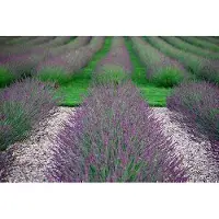 GRDplanten 6 x Lavandula int. 'Phenomenal' (niko) - Lavande - pot 9 x 9 cm