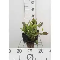 GRDplanten 6 x Omphalodes verna - Omphalodes - pot 9 x 9 cm