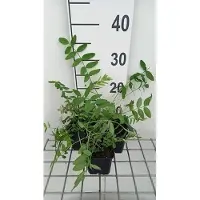 GRDplanten 6 x Galega officinalis - Galega - pot 9 x 9 cm