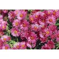GRDplanten 6 x Aster n.-a. 'Andenken An. Pötschke' - Aster d'automne - Pot 9 x 9 cm